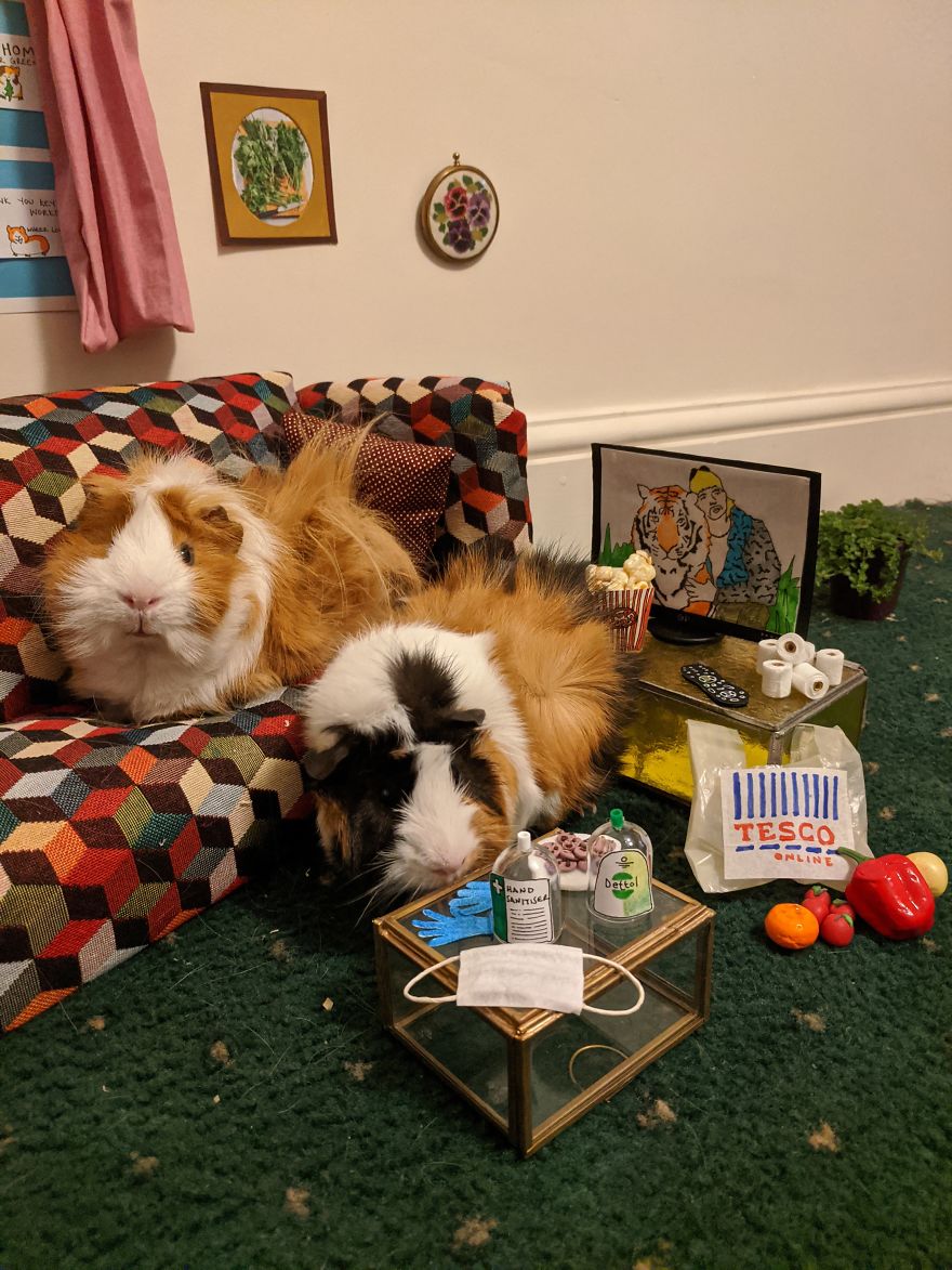 Guinea Pig Lockdown