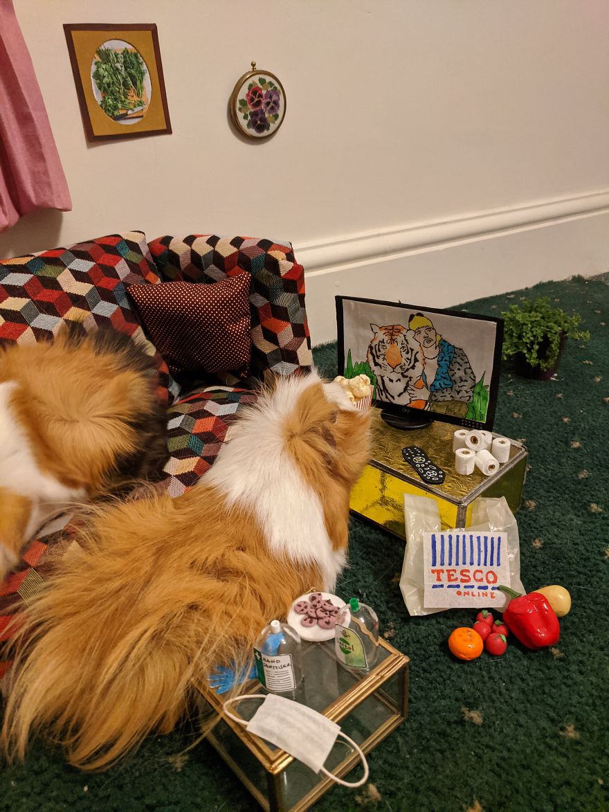 Guinea Pig Lockdown