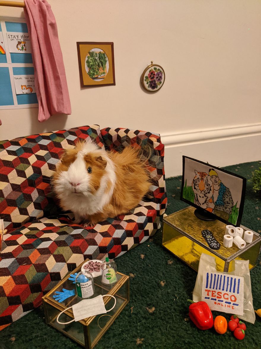 Guinea Pig Lockdown