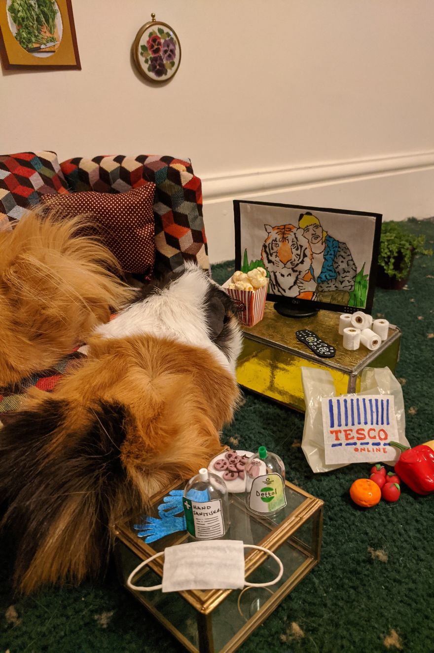 Guinea Pig Lockdown