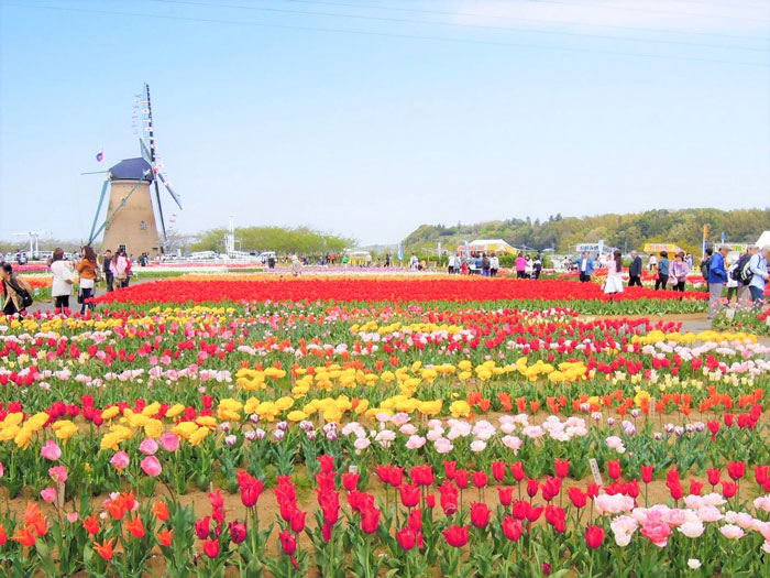 800,000 Tulips Were Cut Down In This Japanese City After Its Residents Failed To Follow Quarantine Rules