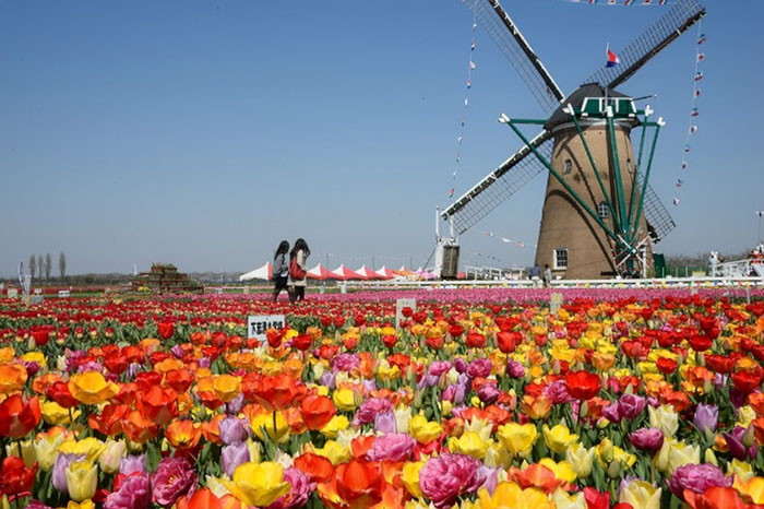 800,000 Tulips Were Cut Down In This Japanese City After Its Residents Failed To Follow Quarantine Rules