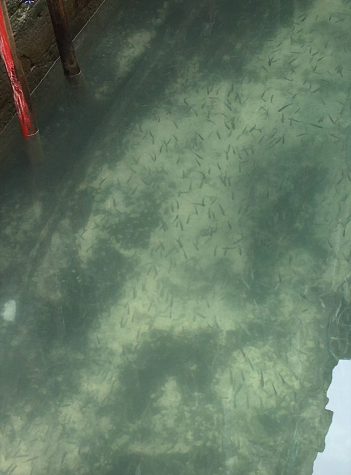 Biologist Captures Jellyfish Swimming Through Venice‘s Crystal Clear Canals