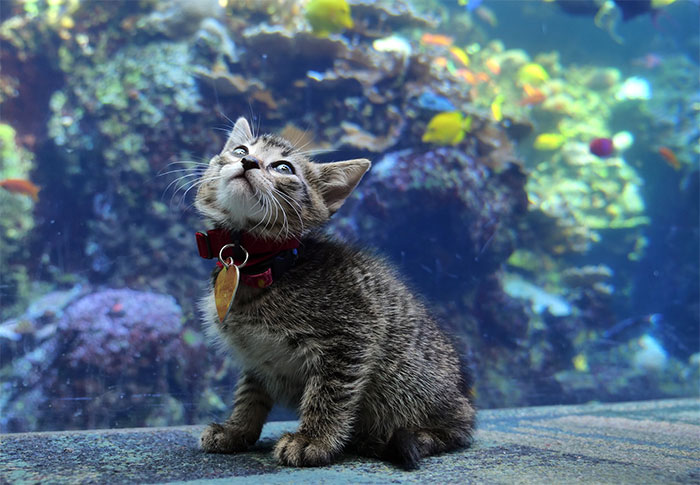 These Kittens And Pups Got To Explore A Giant Aquarium And It’s Probably What We All Need In These Dark Times (32 Pics)