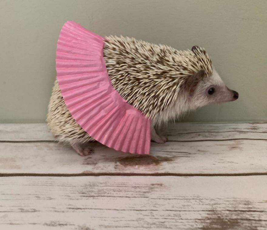 We've All Seen Chicks In Tutus, So Here's A Grumpy Hedgehog In A Tutu!
