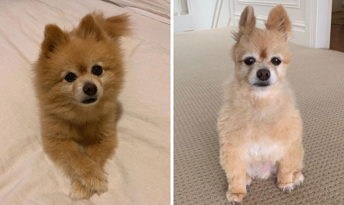 Woman Leaves Her Instagram Followers In Stitches After Grooming Her Dog In Self-Isolation
