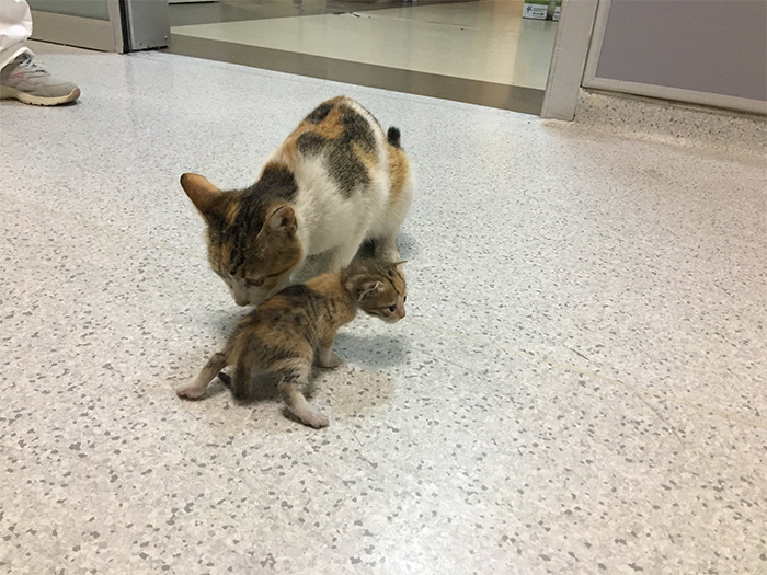 Mother Cat Brings Her Ill Kitten To The Hospital, Medics Rush To Help Them