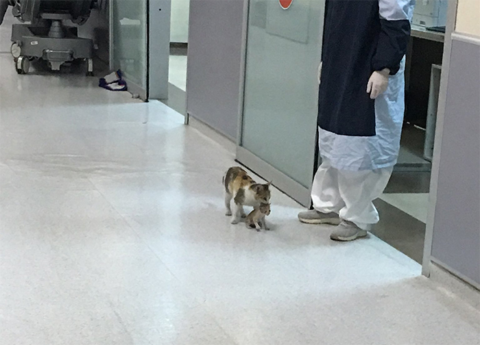 Mother Cat Brings Her Ill Kitten To The Hospital, Medics Rush To Help Them  | Bored Panda