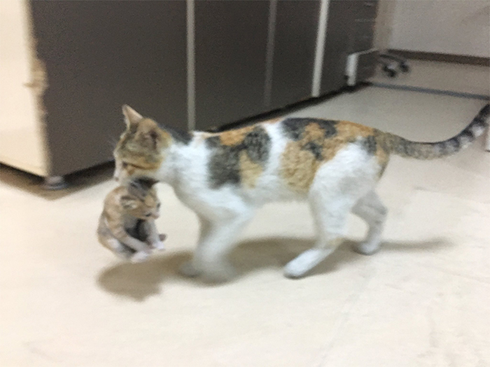 Esta mamá gata llevó a su gatito enfermo al hospital, y los médicos se apresuraron a ayudarlos