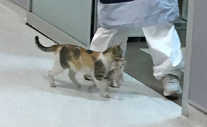 Mother Cat Brings Her Ill Kitten To The Hospital, Medics Rush To Help Them
