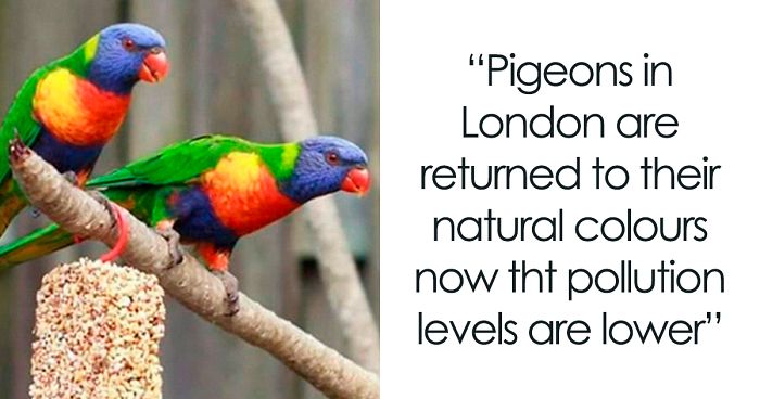 30 Funny Posts Of “Wildlife Returning’ To Nature As Humans Are Forced To Quarantine