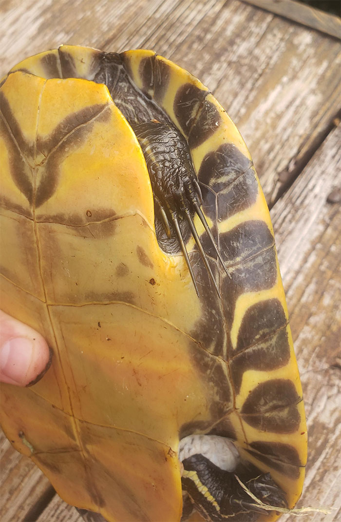 I Caught A Turtle That Desperately Needs A Pedicure