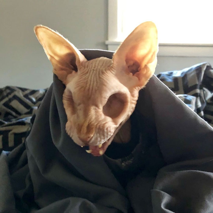 Sphynx Cat With No Eyes