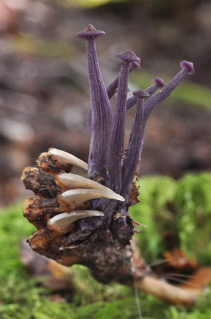 Lacarria masoniae crece a partir del cadáver de una zarigüeya