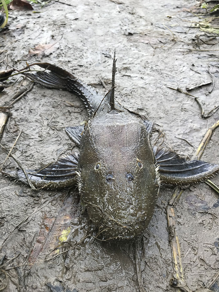 Fish I Found In The Amazon River