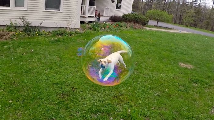 Perro en una burbuja