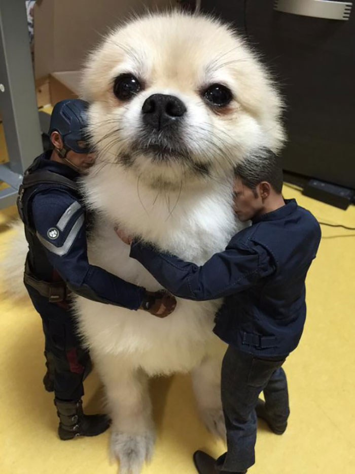 Nada como abrazar a un perro gigante