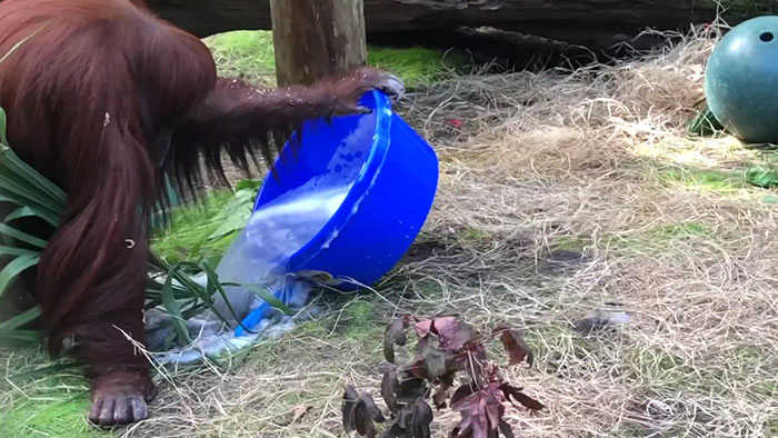 This Sanctuary Captures An Incredible Moment 34-Year-Old Orangutan Learns To Wash Her Hands