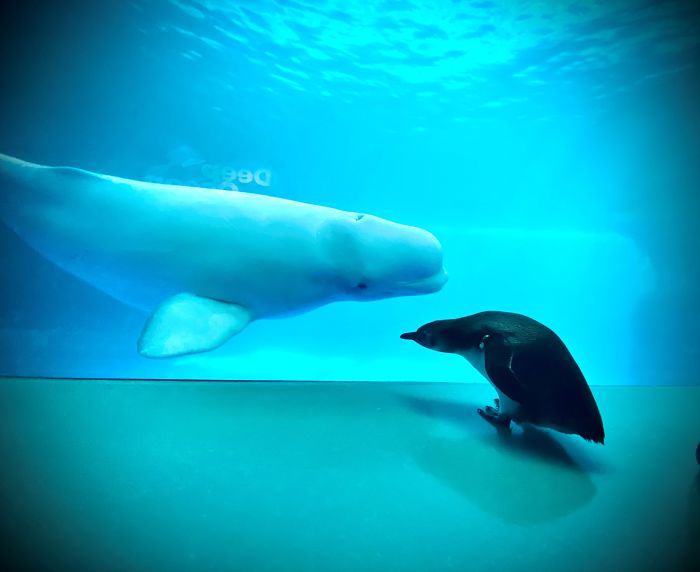 Penguins Meet Beluga Whales In A Closed Aquarium And It's Adorable How Curious They Are