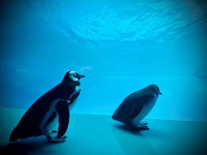 Penguins Meet Beluga Whales In A Closed Aquarium And It's Adorable How Curious They Are