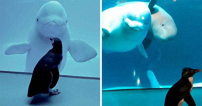 Penguins Meet Beluga Whales In A Closed Aquarium And It’s Adorable How Curious They Are