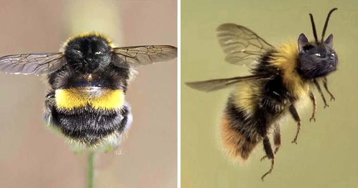 17 People Are Passing The Time By Photoshopping Their Cats’ Faces Onto Bees