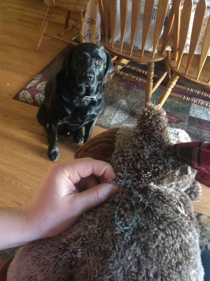 18 Pets Who Can't Part With Their Favorite Toys And Guard Them While Owners Fix Them