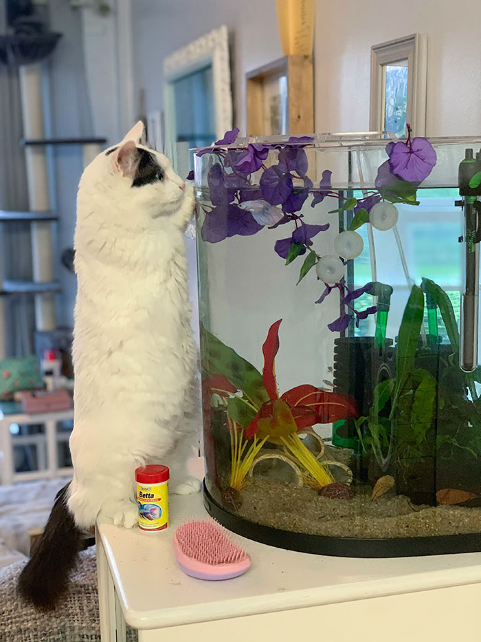Adopted A 3 Legged Street Cat From Greece. He Has Just Discovered The Resident Betta Fish