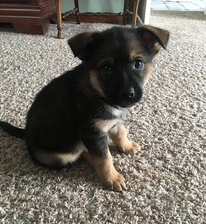 My New Puppy. She’s A Mutt, Some German Shepard And Some Australian Cattle Dog