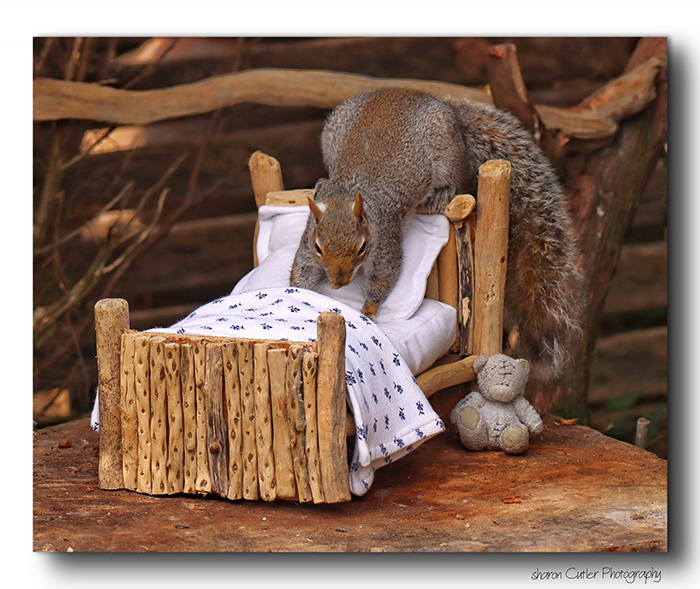 Photographer Makes A Tiny Bed For A Squirrel That Frequents Her Garden, Snaps These 11 Cute Pictures