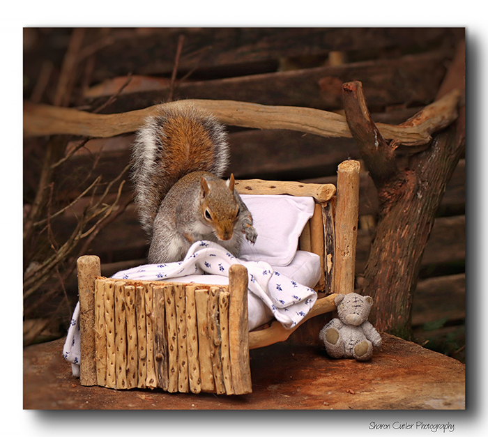 Photographer Makes A Tiny Bed For A Squirrel That Frequents Her Garden, Snaps These 11 Cute Pictures
