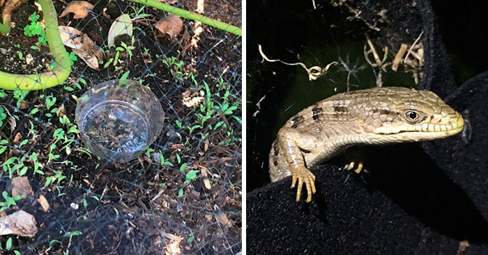 Woman Tries To Get Rid Of Pill Bugs With Beer Traps, Finds Out She Has Been Getting A Lizard Drunk