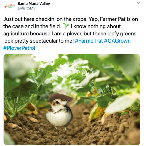 Pat The Plover Keeps A Bird’s-Eye View On Wine Country, And Naturally, Tweets About It. See What He’s Up To And The Many Hats He Wears.