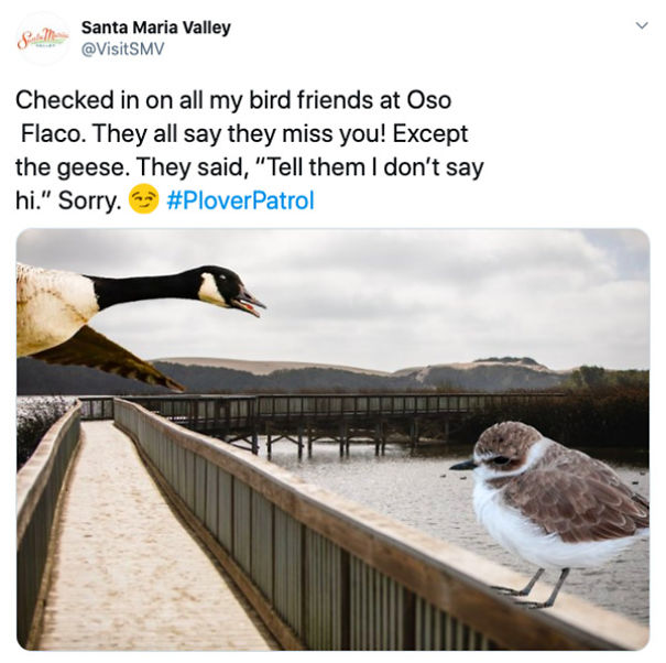 Pat The Plover Keeps A Bird’s-Eye View On Wine Country, And Naturally, Tweets About It. See What He’s Up To And The Many Hats He Wears.
