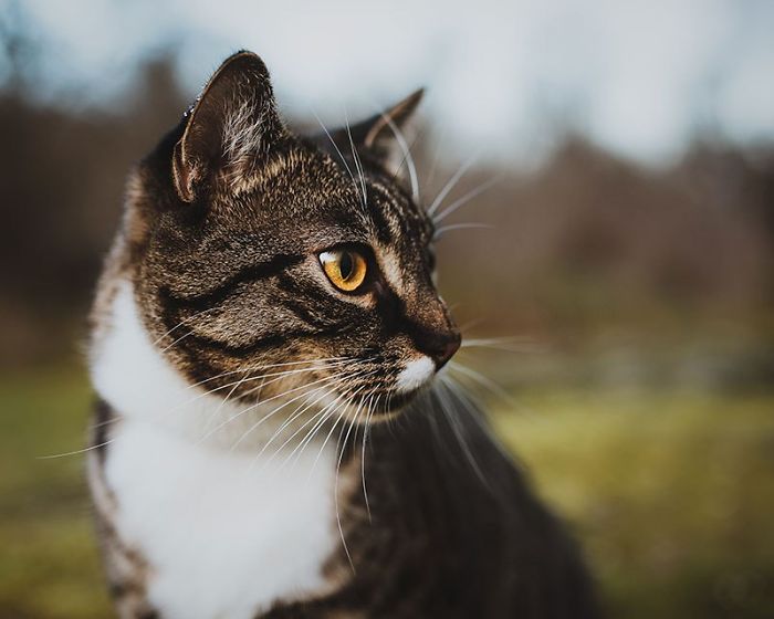 Esta mujer pagó una sesión de fotos profesional para su gato, y no se arrepiente de nada (17 fotos)