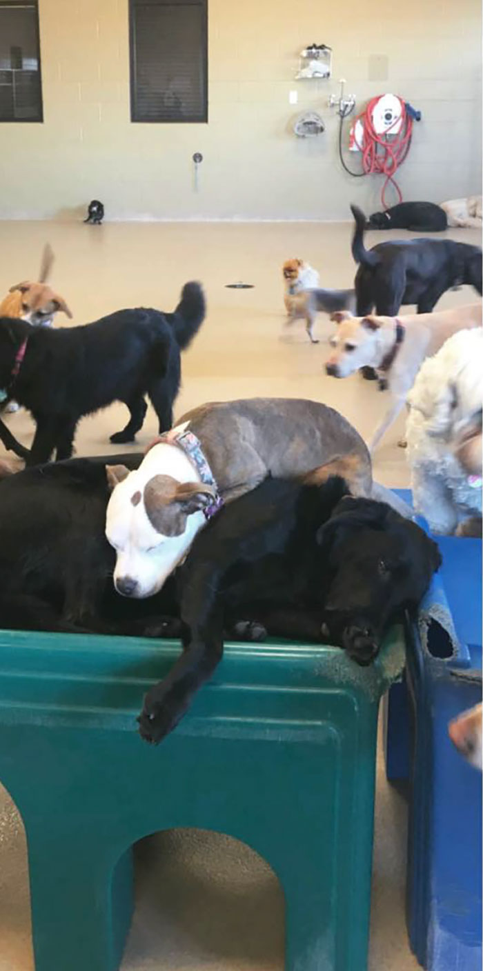 Dog Finds The Fluffiest Dogs In Daycare So She Can Nap On Them | Bored Panda