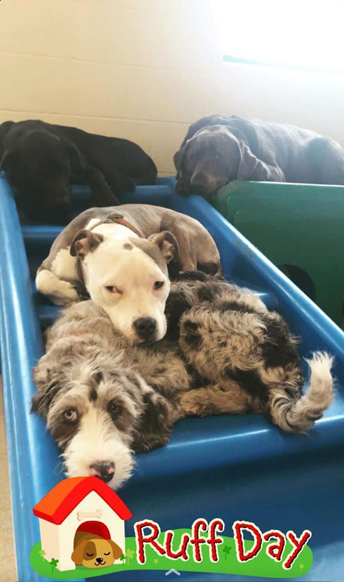 Dog Finds The Fluffiest Dogs In Daycare So She Can Nap On Them