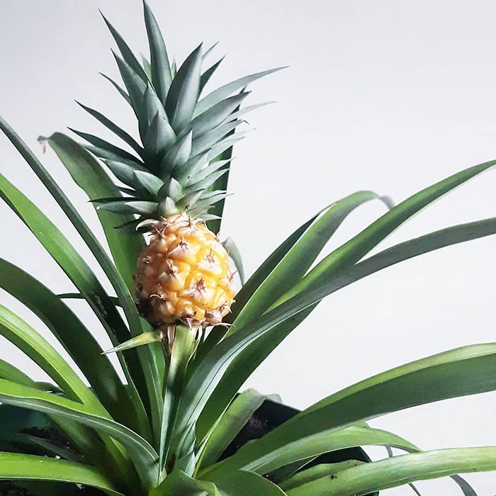 Home Depot Is Selling A Pineapple Plant For $30 That Will Bring The Tropics To Your Home