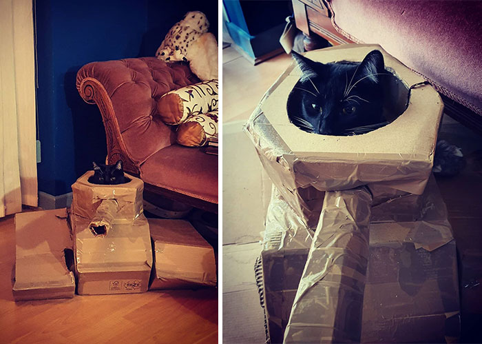 Quarantined-Owners-Build-Cardboard-Cat-Tanks
