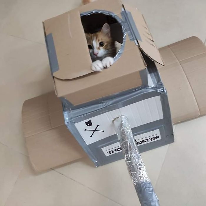 Quarantined-Owners-Build-Cardboard-Cat-Tanks