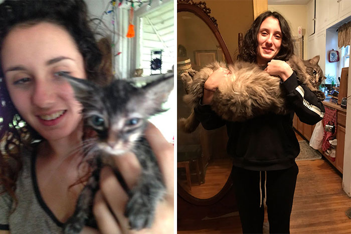Peter The Cat On The Day My Daughter Rescued It From A Ditch, And Four Years Later