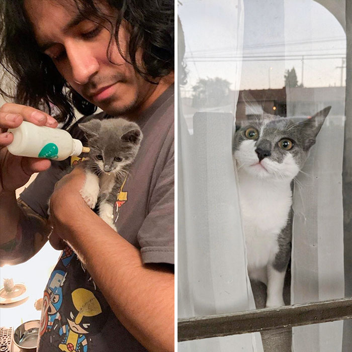 De gatito hambriento encontrado bajo la casa de mi novio a un gordito curioso 6 meses después