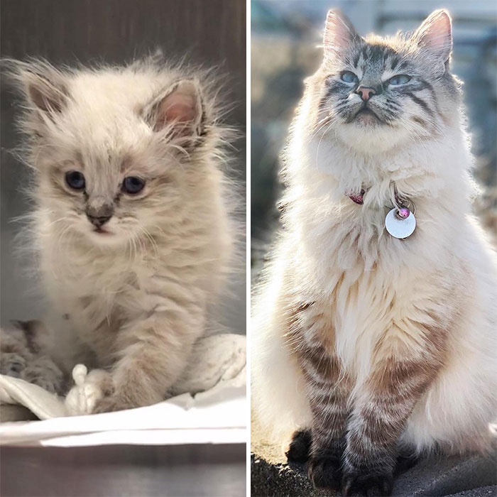 My Cat Harlow Turns One Today! She’s Come A Long Way Since Being Rescued By The Shelter At 4 Weeks Old