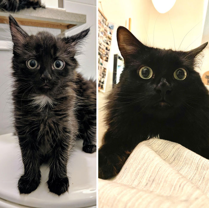 Our Lil Rescue Kitten, Dusty, Is Turning 2 Years Old This Week! Time Flies! He Went From A Tiny 3lb Kitten To 14lbs Of Floof