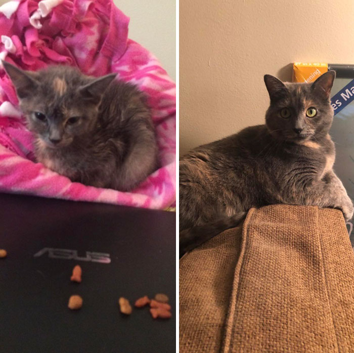 My Sweet Scaredy Cat Birdie, Rescued Her From A Golf Course Almost 3 Years Ago. She’s Come A Long Way From That Flea Covered, Half Starved Little Bean