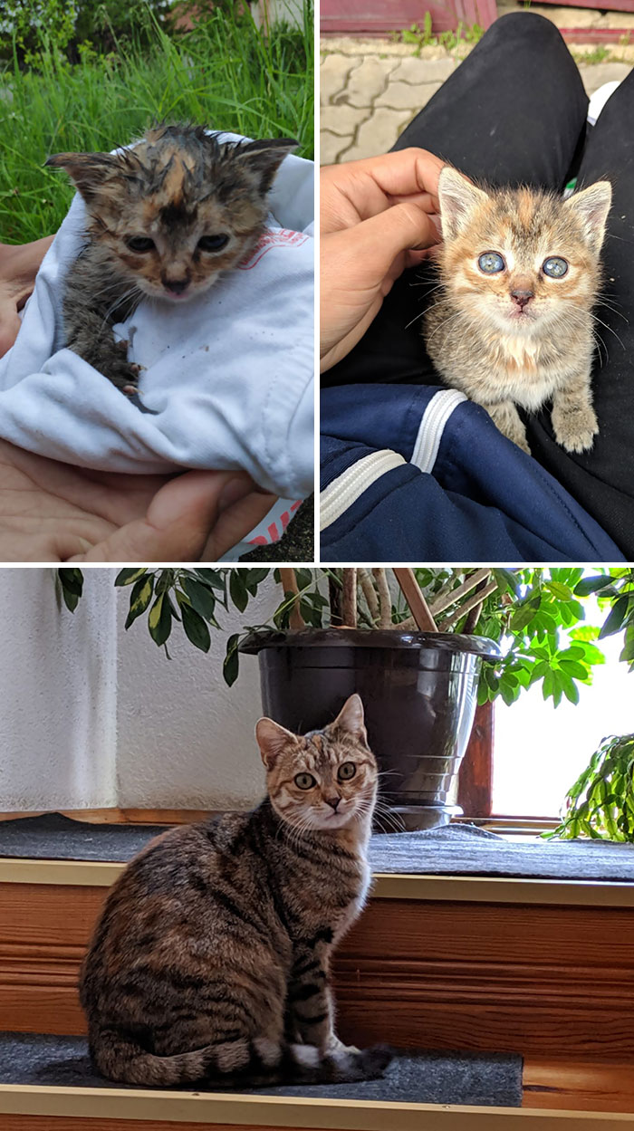 In The 1st Pic Is My Boyfriend's Cat When He Found Her In The Rain Meowing Alone, 2nd Is A Few Days After He Cleaned And Fed Her, And 3rd Is Her Today, Six Months After He Found Her