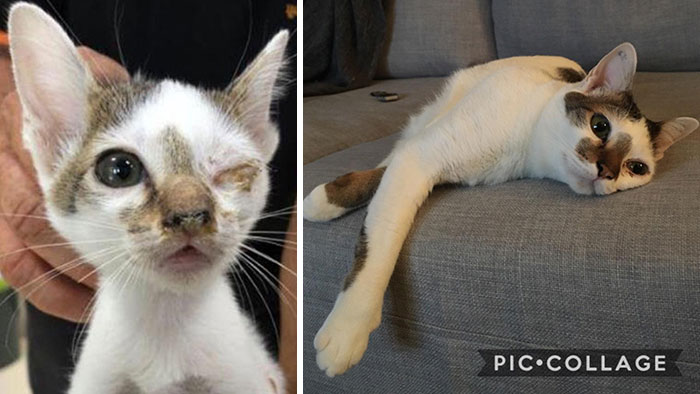 Connie, gatito callejero en Tailandia y ahora, reina del apartamento