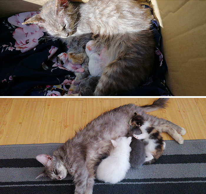Took A Stray Mother Cat And Her Kittens Home. A Month After, She Has No More Mange Problem And I Have 3 Fat Kittens Too