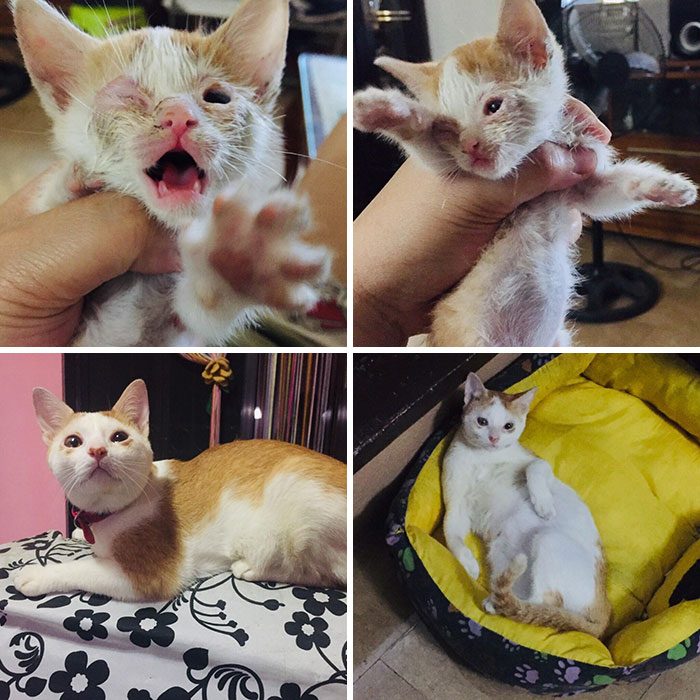 Exactly One Year When I Rescued Him. He Had A Lot Of Medical Problems And Almost Didn't Survive When He Had FCV. He Is Now A Healthy Whiny Lil Baby With A Small Head