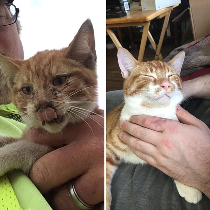 My Dad Found This Cutie Alongside The Road While Working. I'd Like To Say He Lives A Spoiled Life. October Vs. Now